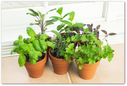growing herbs