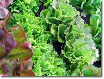 growing lettuce