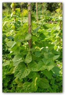 fresh pole bean plants climbing a pole