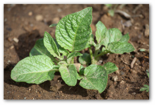 potato plant growing in the ground potato plant growing in the ground