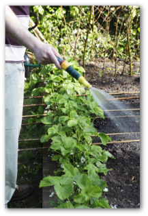 gardener watering strawberry plants