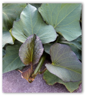 sweet potato plant