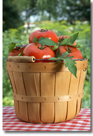 Growing tomatoes 2