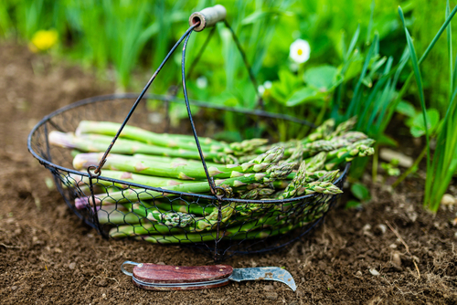 harvesting-asparagus