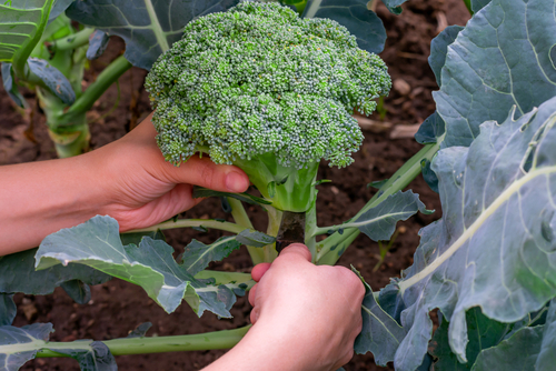 harvesting-broccoli