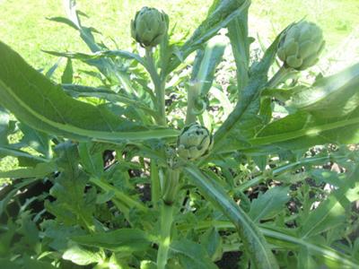 Artichokes - They Tasted Great After Cooking!