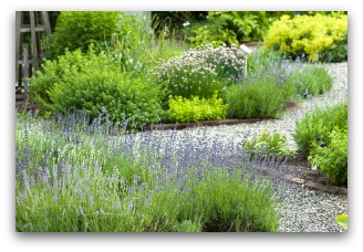 herb plants added to a flower border