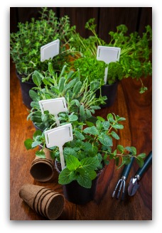 growing herbs indoors