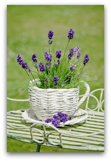 growing herbs on porch or patio