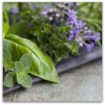 freshly harvested basil