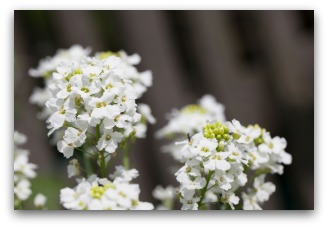 horseradish blossoms