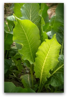 Horseradish Plant