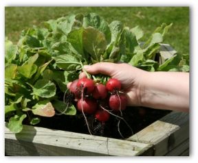 How to Create a Small Organic Garden