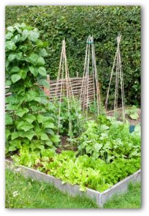 How to Create a Small Organic Garden