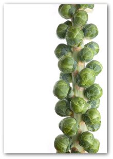 fresh brussel sprout stalk fresh brussel sprout stalk