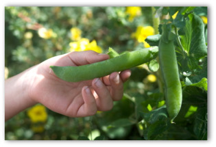 how to grow peas