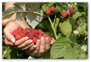 fresh raspberries growing on the vine