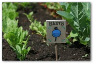 beets growing in the garden