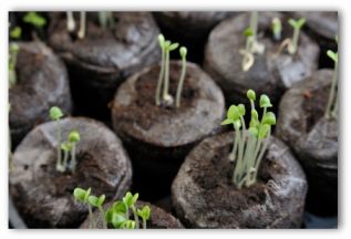 indoor-herb-gardening-03
