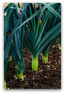 Close-Up of Healthy Leek Plants in the Garden