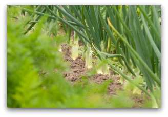 growing leeks in the vegetable garden