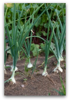 onions growing in the garden