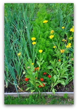 growing parsley in vegetable garden