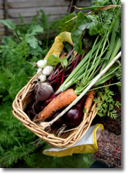 Organic Vegetable Seeds Organic Vegetable Seeds
