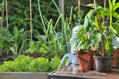 pepper-transplants.jpg pepper-transplants.jpg