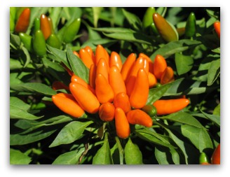Colorful Orange Peppers