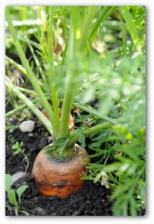 carrots growing in the ground