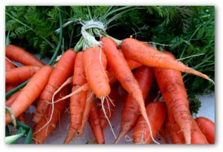 fresh picked carrot bunches