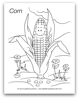 Corn - KidsGardening