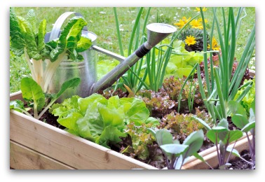 Small Vegetable Garden Ideas & Tips