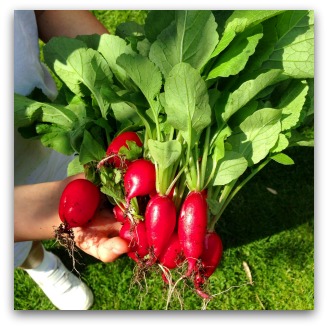freshly harvested radishes from the garden
