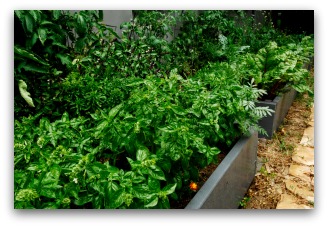 Raised Vegetable Garden Using 1 by 8 Boards