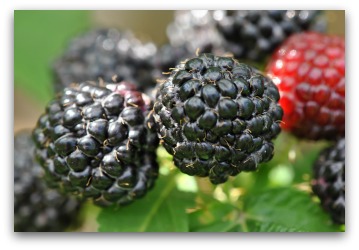 blackcaps or black raspberries