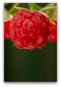 ripe raspberry