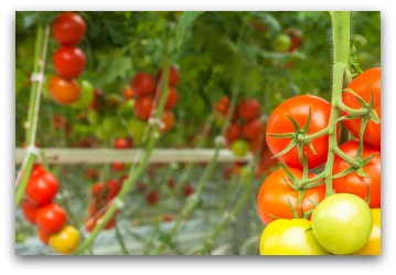 red and yellow tomatoes.jpg red and yellow tomatoes.jpg