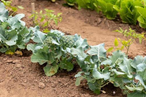 row-of-broccoli-in-garden