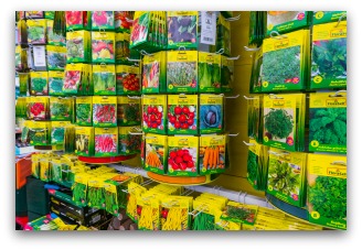 choosing spinach seeds