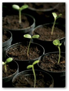 starting seeds indoors for later transplant into garden