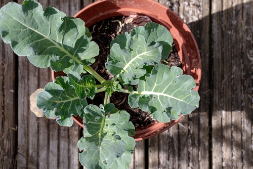 small-broccoli-plant
