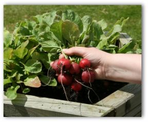 radish freshly picked from a raised vegetable garden bed