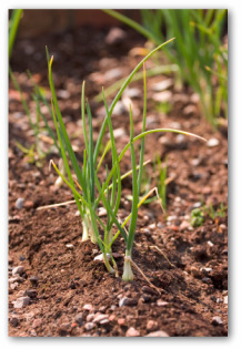 growing onion plants in the garden
