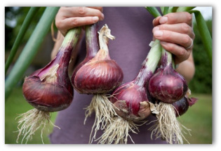 gardener holding large purple onions