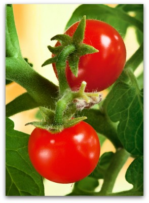growing cherry tomatoes