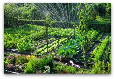 Vegetable Garden Irrigation How Much, How To Water A Large Vegetable Garden