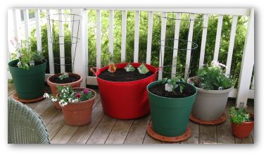 container garden growing on a porch