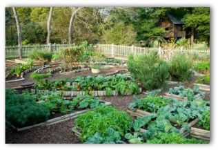 How to design a garden